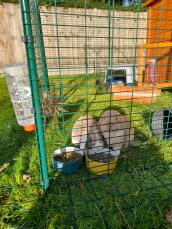 Two rabbits eating dinner inside their enclosure