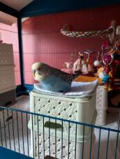 A budgie sitting on top of two boxes inside its cage