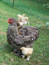 Chicken and chicks