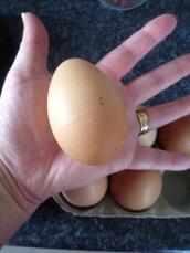 Giant egg :)