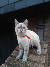 A siamese tabby pointed on a leash