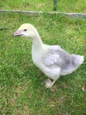 4 week old Steinbacher gosling