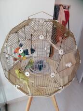 Geo bird cage with Gold cage and cream base