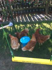 Some chickens in front of their yellow chicken swing