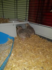 Two brown quails in a coop indoors
