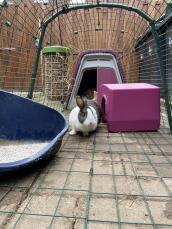 A rabbit in a run with a purple Go hutch attached and a shelter