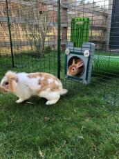 Endless fun for our rabbits and guinea pigs! 