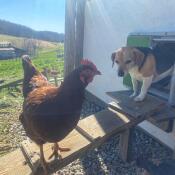 Everyone loves our new omlet authentic chicken door!