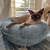 Cho cho in her beautiful blue Maya donut bed