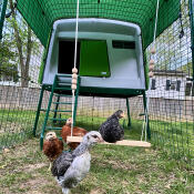 The girls love their Eglu! 