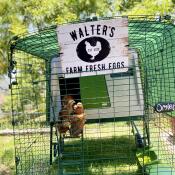 We love our Omlet chicken coop!