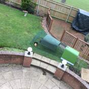 Sooty & brownie happy in their new home with 2m run