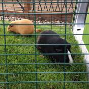 Sooty & brownie in their 2m run