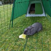 Rabbit hutch and run.