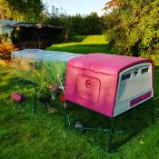 Omlet purple Eglu Cube large chicken coop and run with clear cover in garden