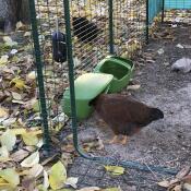 Chicken eating from a chicken feeder