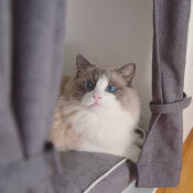 A grey and white cat with blue eyes in a Maya Nook with grey curtains and cushions