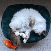 Kali loves her Omlet bed