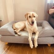 A dog sat on his grey bed with bolster topper