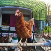 First couple of days getting my rescue chickens and they are already using the perch!