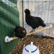 Two chickens sitting on Omlet universal perch