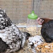 Flora, fauna, and serena (tufted padovana, marans, orpington) with their peck toy