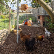 Hens Discovering their artificial tree made of perches
