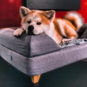 Cute dog laying on Omlet Topology dog bed with bolster bed topper and square wooden feet