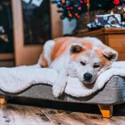 Cute dog laying on Omlet Topology dog bed with sheepskin topper and square wooden feet