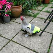 No-one will miss this little lady in her high vis jacket!