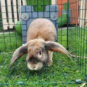 Betty enjoying her new tunnels and run.