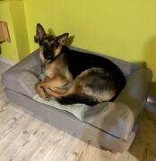 A large dog laying on his grey bed