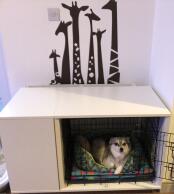 Kobe loves his new bedroom