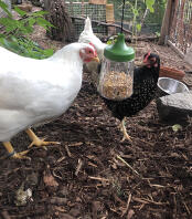 Chickens pecking seeds from their pendent peck toy