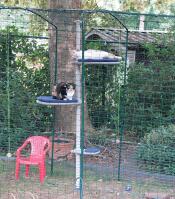 They are thoroughly enjoying the catio and the pole !