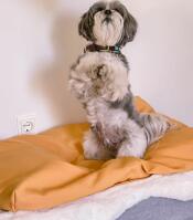 Dog on two legs on Topology dog bed with bean bag topper