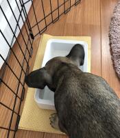 Dog drinking water