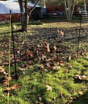 An example of chicken fencing in a garden