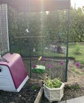 A walk-in run connected to a pink chicken coop