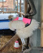 Silkie in her Snow suit