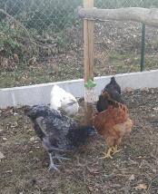 Four different coloured hens eating from a treat peck toy