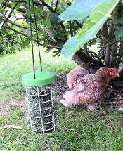 Chicken in a garden with a treat Caddi