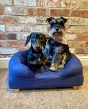 Two small dogs on a blue bed with wooden feet