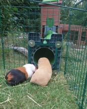 The run and tunnel were very quickly accepted by the pigs. 