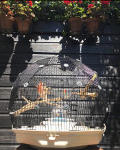 A Geo bird cage outside in a garden.