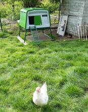 Large hen house installed in the pen: the hens feel Good 