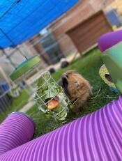Cleo enjoying her feeder! 