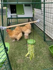 Two chickens sharing the space of a chicken run