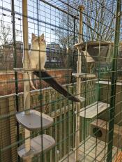 A cat playing on his outdoor cat tree, inside his catio