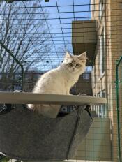 A cat in the hammock of his outdoor cat tree